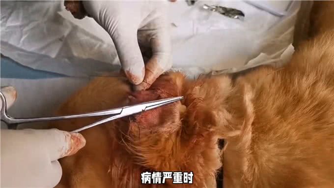 犬外耳道炎治疗全攻略，铲屎官必看新手养狗必看—科学养宠攻略