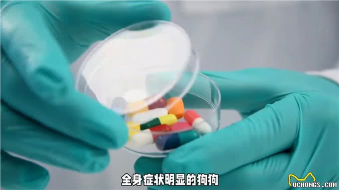 犬外耳道炎治疗全攻略，铲屎官必看新手养狗必看—科学养宠攻略