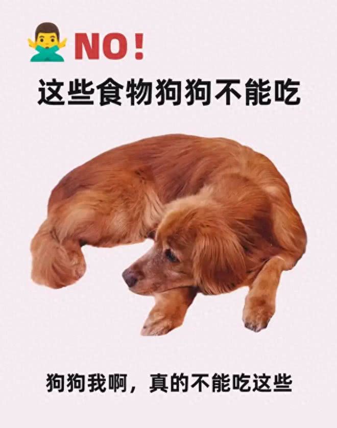 还有哪些是狗狗不能吃的食物?