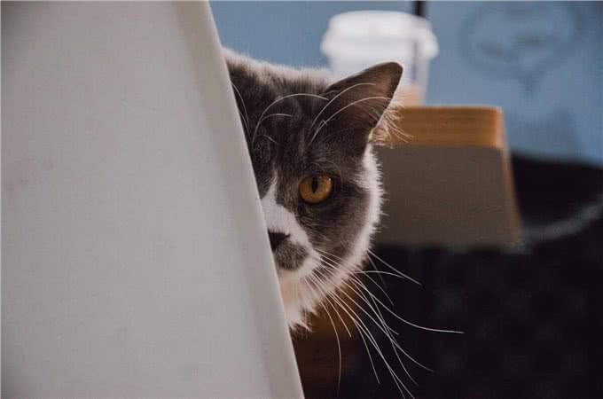 猫猫对你爱得有多深?这8个等级，你达到几级了?