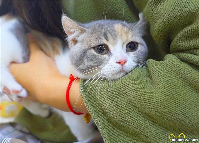 猫猫对你爱得有多深?这8个等级，你达到几级了?