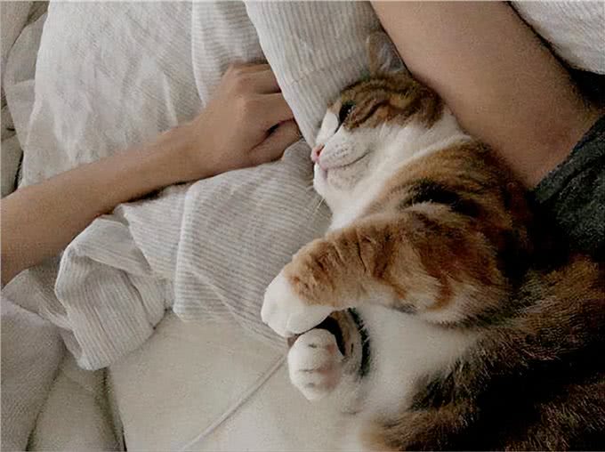 猫猫对你爱得有多深?这8个等级，你达到几级了?