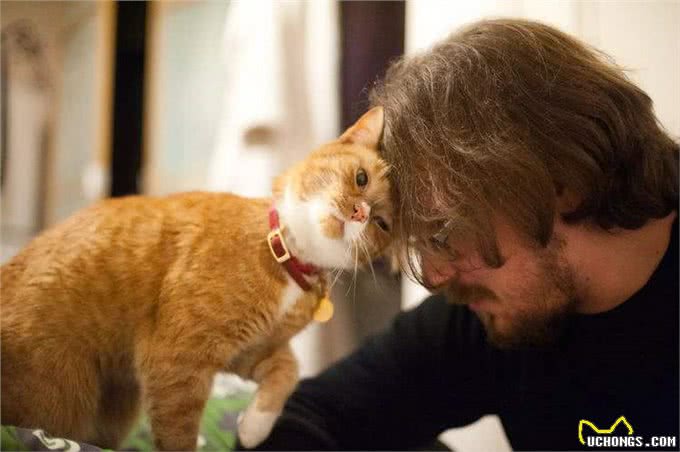 猫猫对你爱得有多深?这8个等级，你达到几级了?