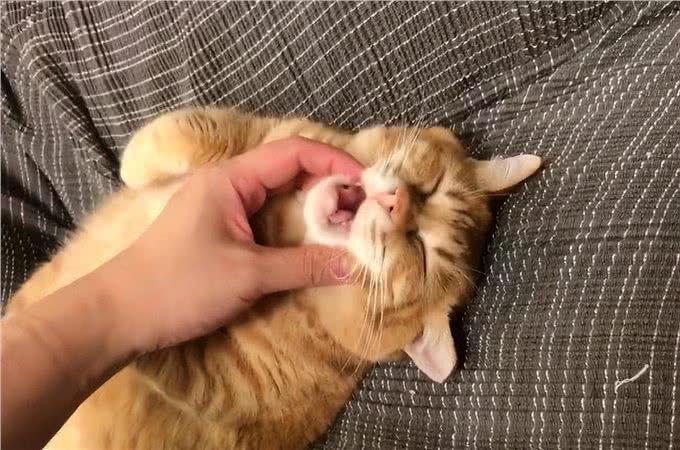 猫猫对你爱得有多深?这8个等级，你达到几级了?
