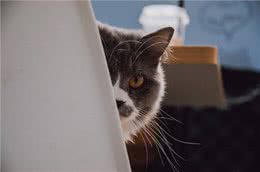 猫猫对你爱得有多深?这8个等级，你达到几级了?