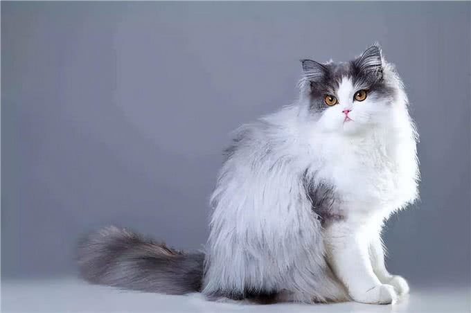 波斯猫拉稀怎么办?