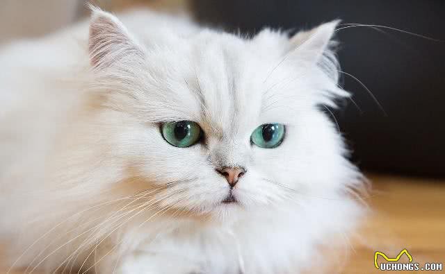 波斯猫拉稀怎么办?