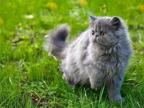 波斯猫拉稀怎么办?