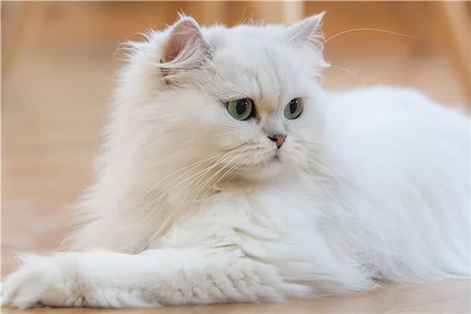 波斯猫拉稀怎么办?