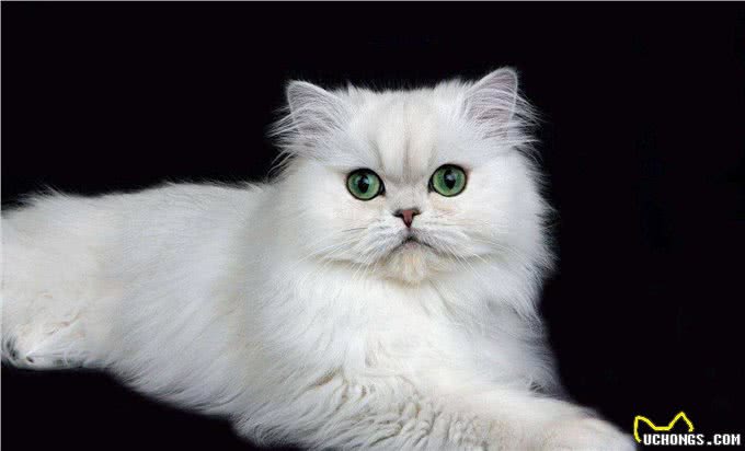波斯猫拉稀怎么办?