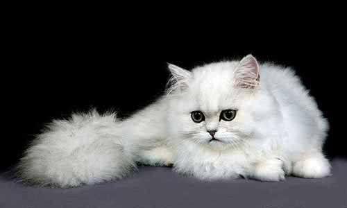 波斯猫拉稀怎么办?