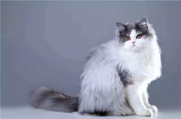 波斯猫拉稀怎么办?