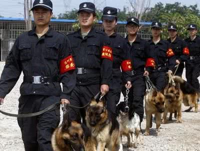 这5种狗这么受欢迎，竟然不适合当警犬?看看你家狗狗上榜了吗?