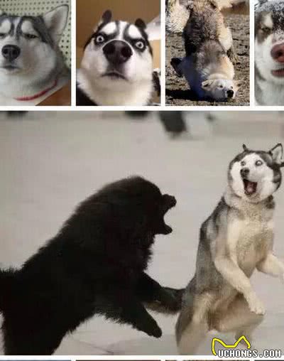 这5种狗这么受欢迎，竟然不适合当警犬?看看你家狗狗上榜了吗?