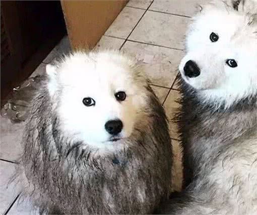 这5种狗这么受欢迎，竟然不适合当警犬?看看你家狗狗上榜了吗?