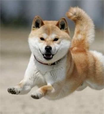 这5种狗这么受欢迎，竟然不适合当警犬?看看你家狗狗上榜了吗?