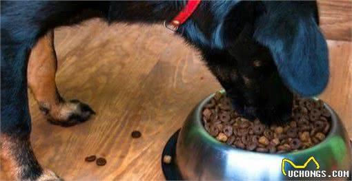 这5种狗这么受欢迎，竟然不适合当警犬?看看你家狗狗上榜了吗?