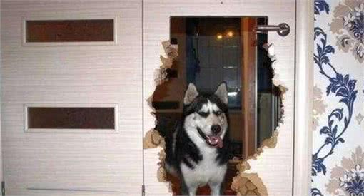 这5种狗这么受欢迎，竟然不适合当警犬?看看你家狗狗上榜了吗?