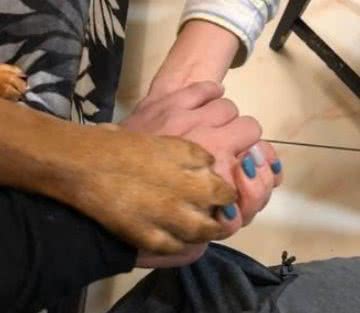狗狗为什么把爪子搭在主人身上，它不是在挑衅你，是表达这4件事