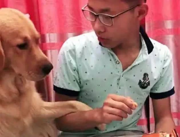 狗狗为什么把爪子搭在主人身上，它不是在挑衅你，是表达这4件事