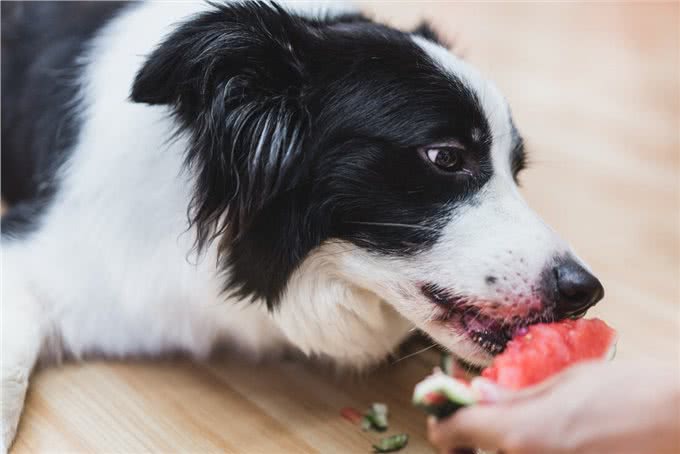 狗狗一天喂几次?这是喂食的重点，主人要注意