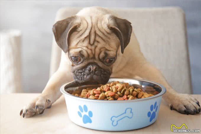 狗狗一天喂几次?这是喂食的重点，主人要注意