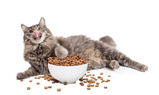 宠物猫基本生活训练的要点