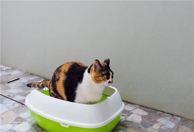 宠物猫基本生活训练的要点