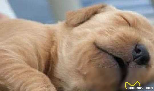 狗狗睡眠时间很长，你不在家的时候，它们可能都在睡觉哦!
