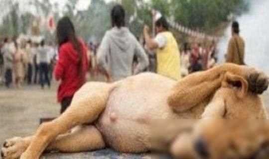 狗狗睡眠时间很长，你不在家的时候，它们可能都在睡觉哦!