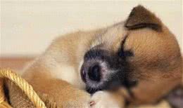 狗狗睡眠时间很长，你不在家的时候，它们可能都在睡觉哦!