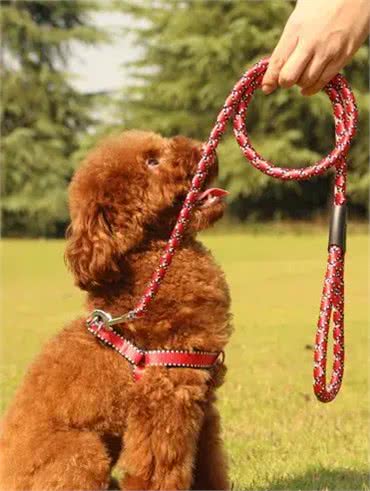 文明养犬别掉链，那么我们如何挑选适合狗狗的犬链呢?