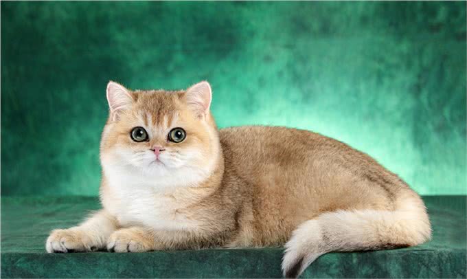 猫界智商天花板，看看你家猫上榜了吗