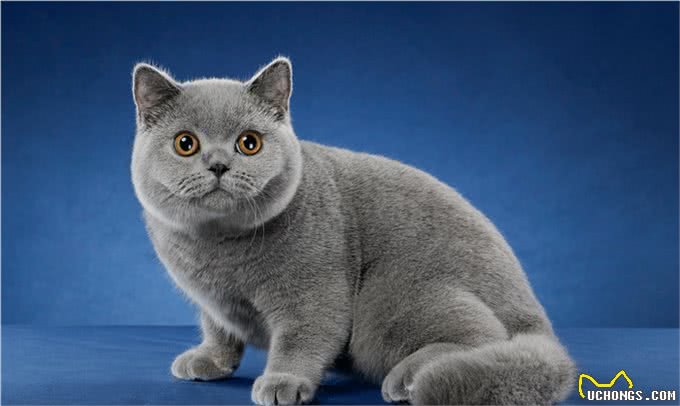 猫界智商天花板，看看你家猫上榜了吗