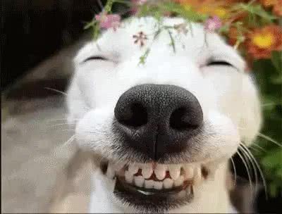 狗狗咧嘴，是在笑么?