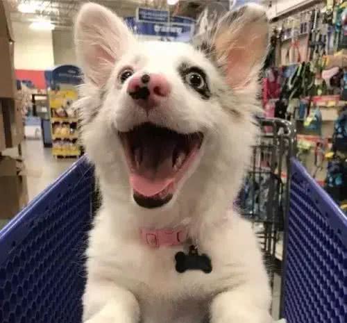 狗狗咧嘴，是在笑么?