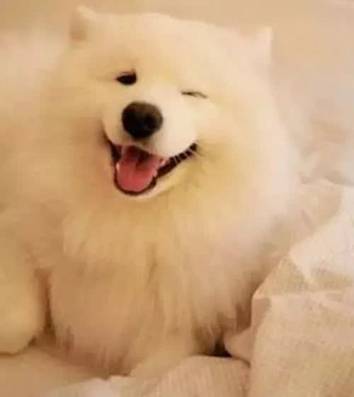 狗狗咧嘴，是在笑么?