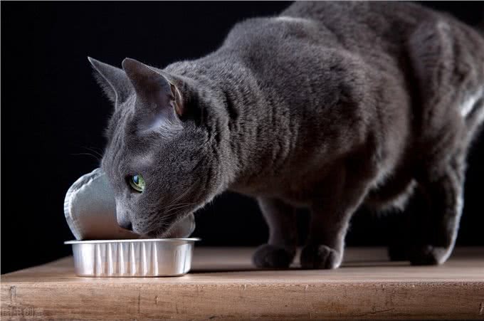 猫会打嗝吗?什么时候应该担心