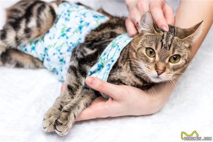 猫会打嗝吗?什么时候应该担心