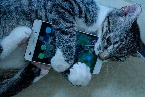 猫会打嗝吗?什么时候应该担心