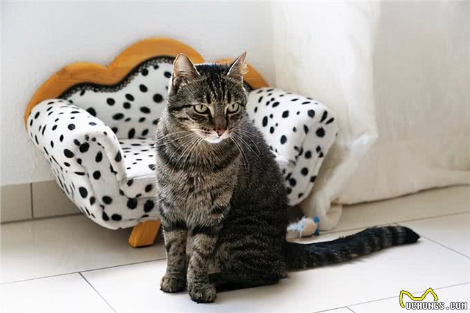 猫会打嗝吗?什么时候应该担心