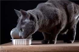 猫会打嗝吗?什么时候应该担心