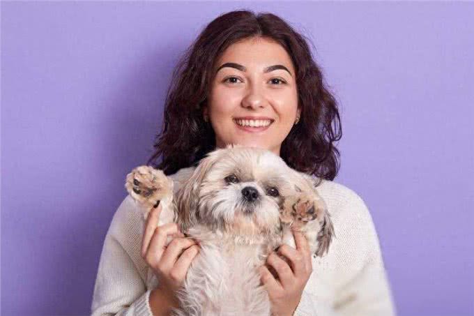 西施犬，小小一只却有着大大的温柔心肠