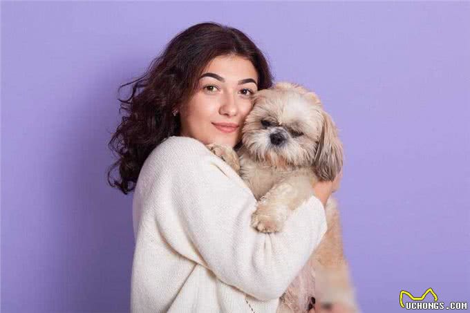 西施犬，小小一只却有着大大的温柔心肠