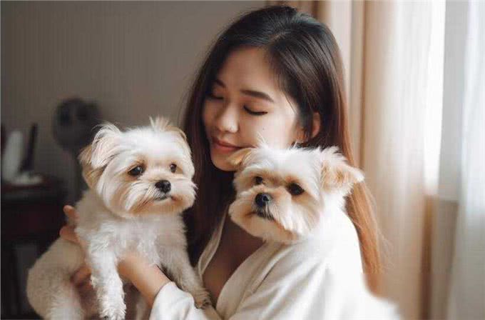西施犬，小小一只却有着大大的温柔心肠