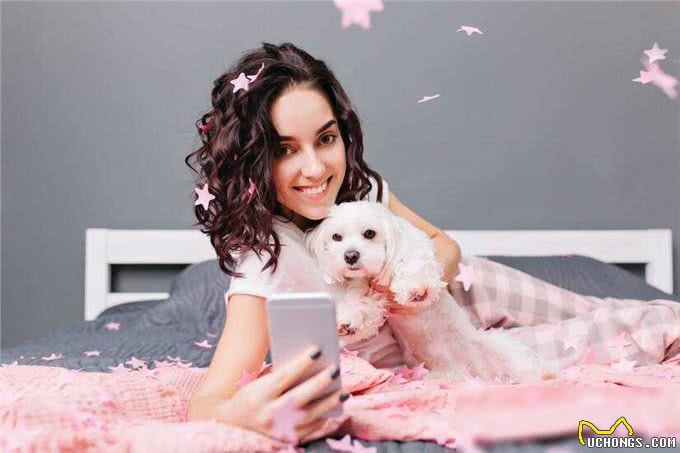 西施犬，小小一只却有着大大的温柔心肠