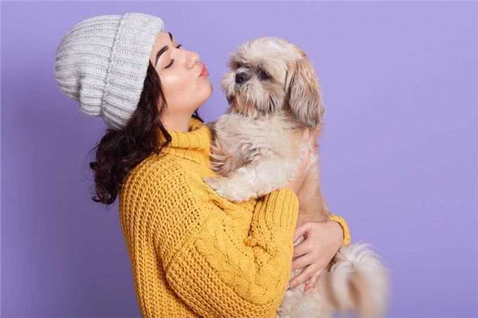 西施犬，小小一只却有着大大的温柔心肠