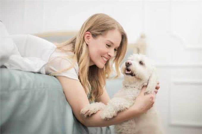 西施犬，小小一只却有着大大的温柔心肠