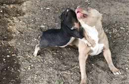 小猪和比特斗牛犬结伴到街上来探险，最终被擒，所幸人家两有主人