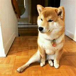 新手养狗:如何训练狗狗坐下